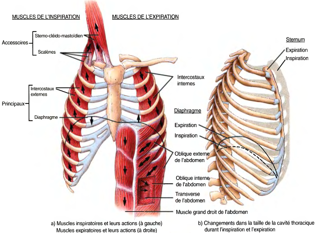 Les muscles de la respiration