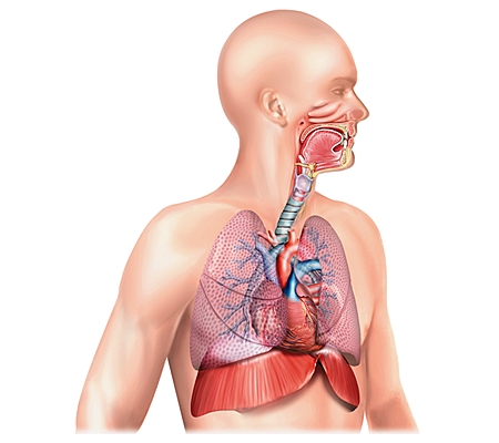Anatomie des poumons