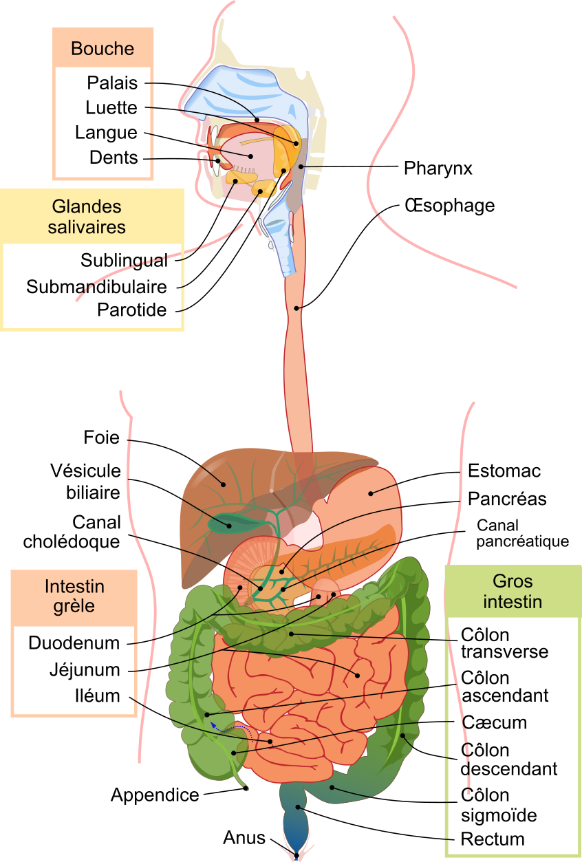 Anatomie du système digestif